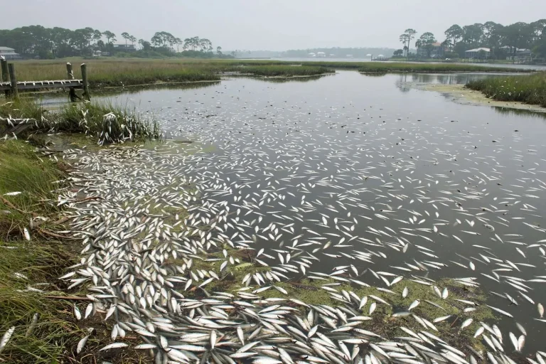 Illustration for the news story: Extreme Heat Triggers Widespread Fish Kills in Orange Beach Backwaters