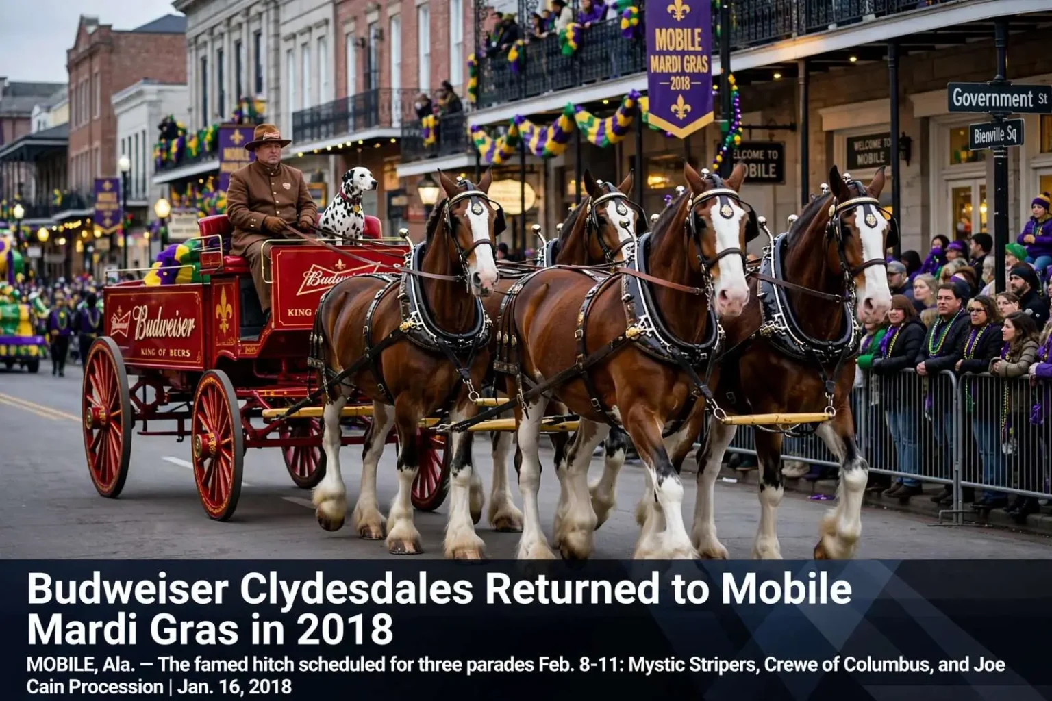 Illustration for the news story: Budweiser Clydesdales Returned to Mobile Mardi Gras in 2018