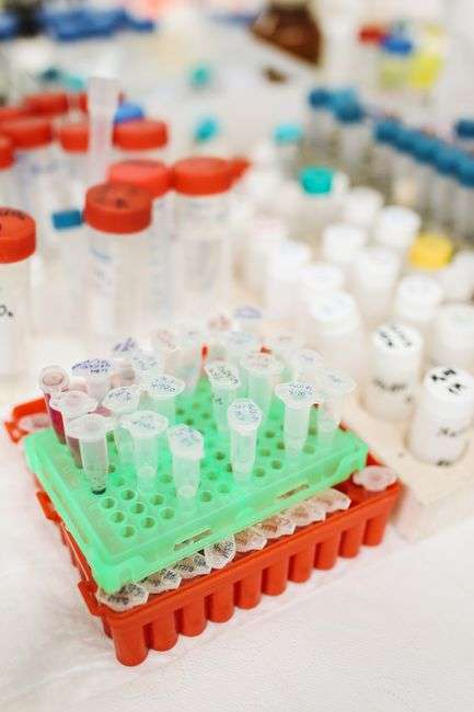 Rows of medical test tubes in a laboratory setting