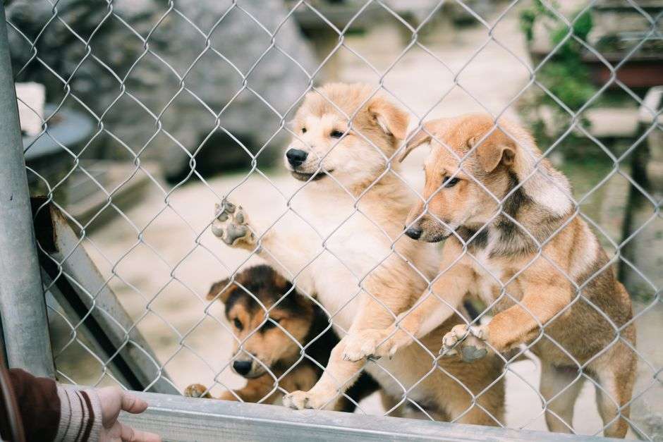Three puppies peer through a chain-link fence at an animal shelter