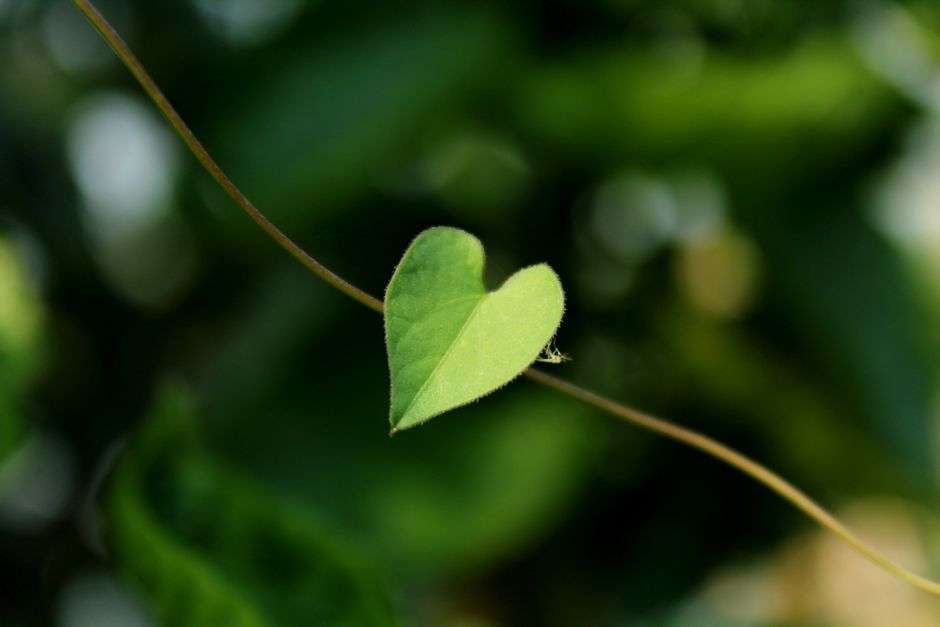 Heart-shaped leaf of an invasive vine growing outdoors