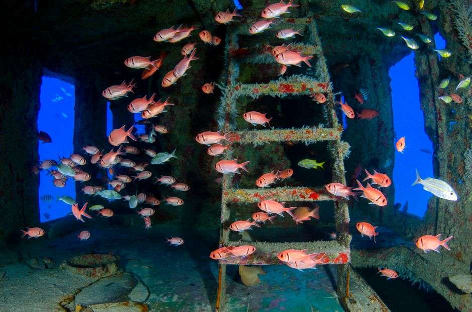 Fish swimming around an artificial reef structure underwater in the Gulf of Mexico