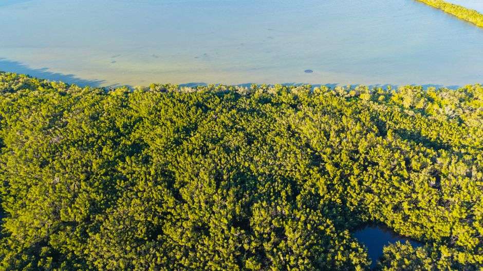 Aerial view of a lush coastal wetland with winding waterways, similar to marsh habitat being restored along Alabama's Gulf Coast