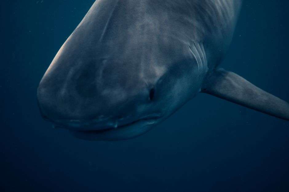 A shark swims through open water, representing the shark species targeted during the Alabama Deep Sea Fishing Rodeo