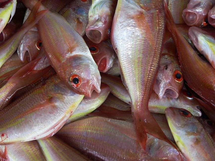 Freshly caught red snapper displayed on ice, the species at the center of Alabama's shortened Gulf fishing season