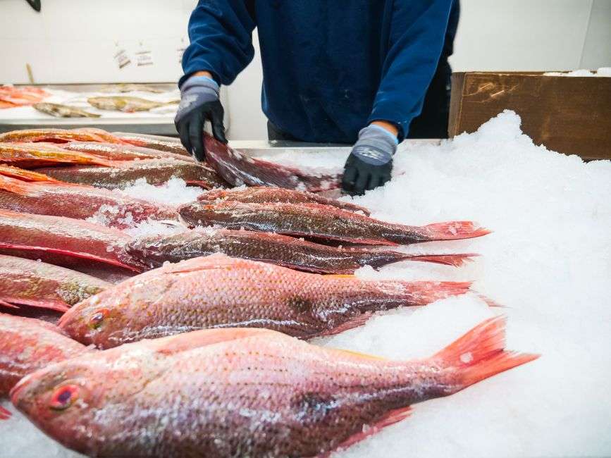 Fresh red snapper caught in the Gulf of Mexico displayed on ice