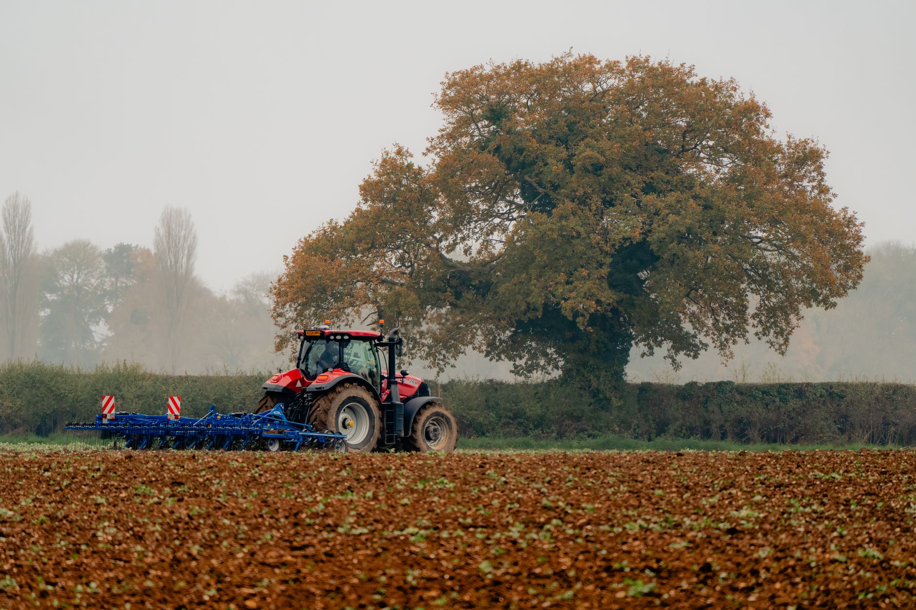 Open farm field bordered by oak trees in rural Baldwin County