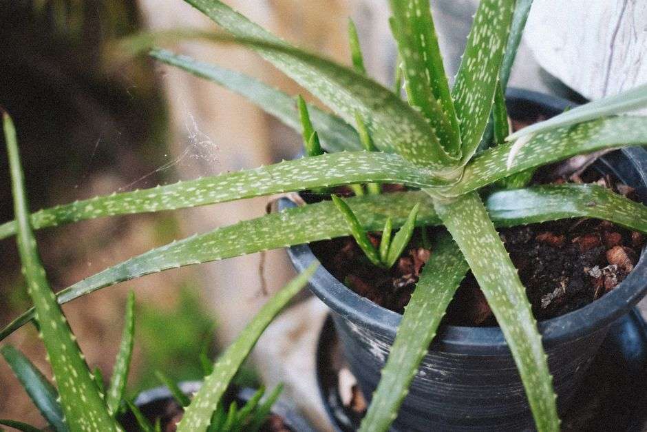 A potted aloe vera plant with thick green leaves growing outdoors in a garden setting