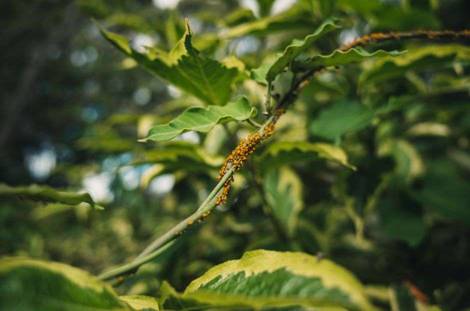 Aphids clustered on the underside of a garden plant's leaves