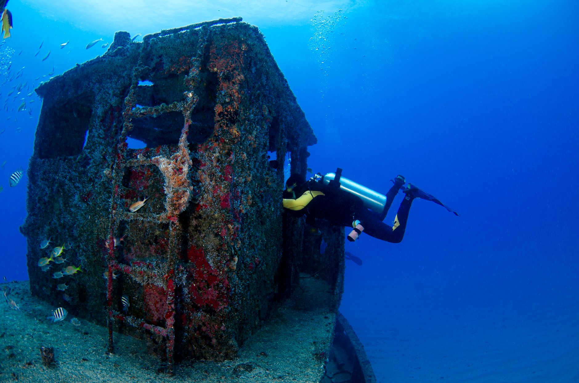 Sunken vessel serving as an artificial reef with fish swimming around the structure