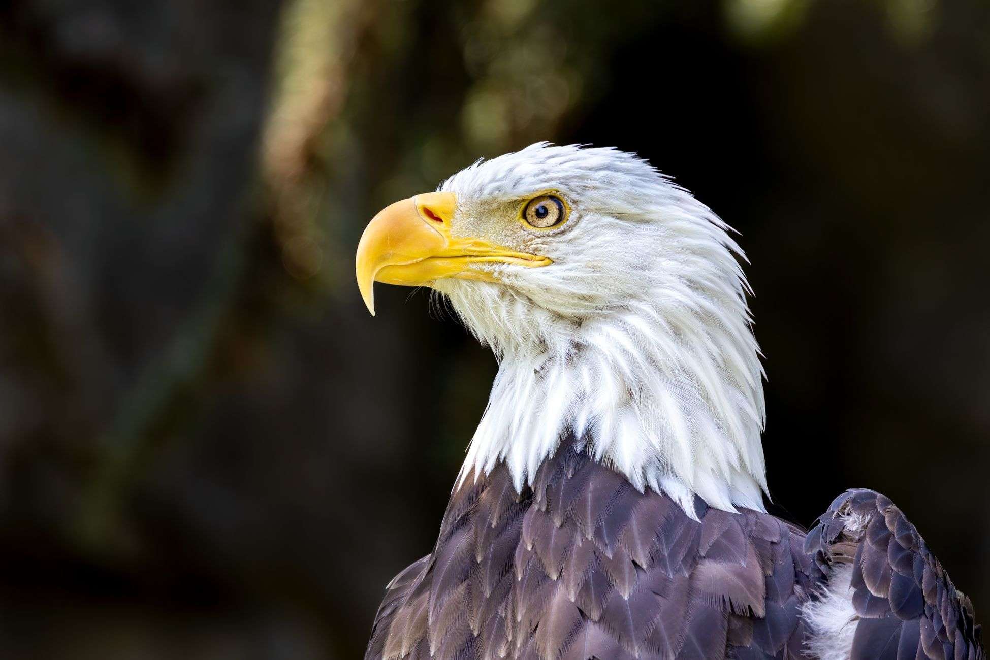 A close-up of a bald eagle, symbolizing the South Alabama Land Trust's conservation mission