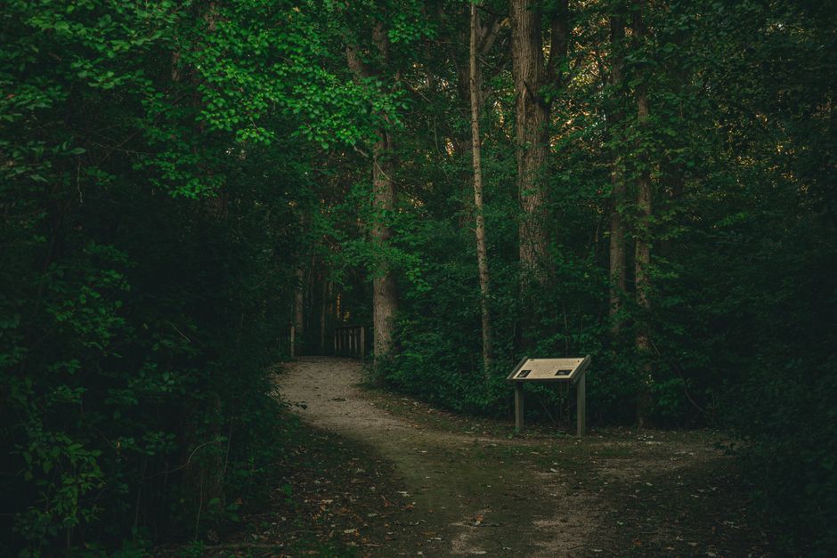 A quiet wooded trail winding through a county park