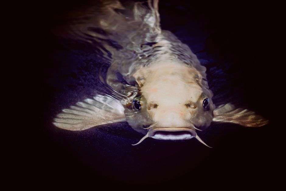 Catfish swimming in coastal Alabama waters near Baldwin County