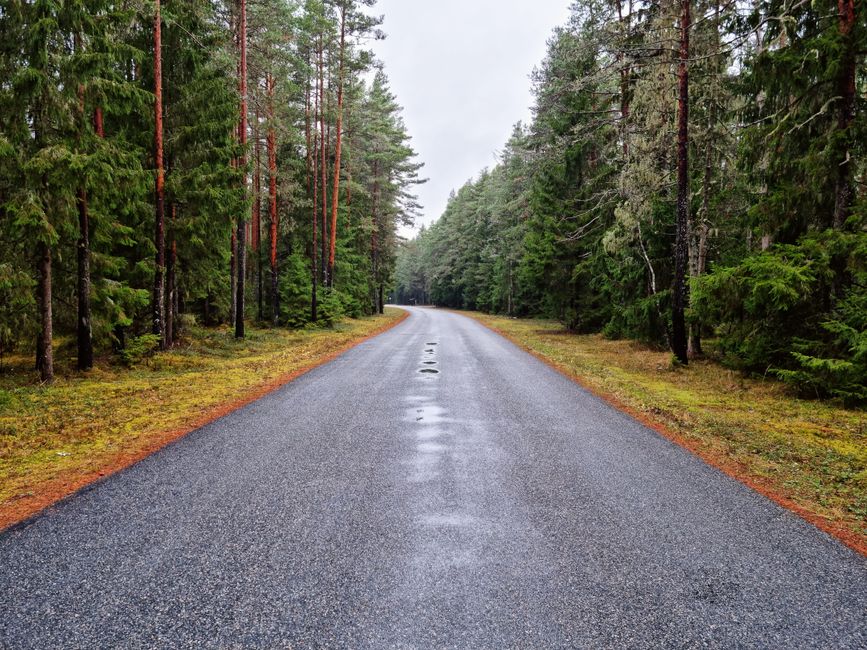 A wooded rural road representative of the Lillian area of Baldwin County
