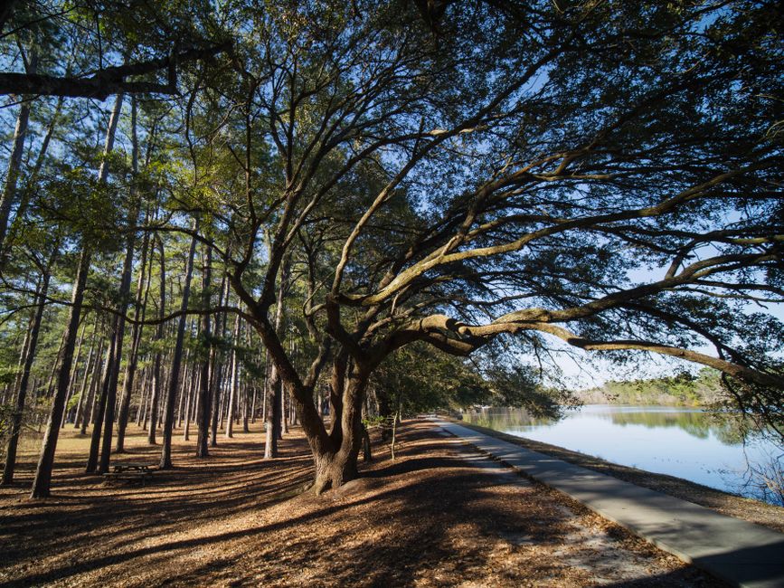 A riverside park with boat launch and live oak trees, representative of Live Oak Landing
