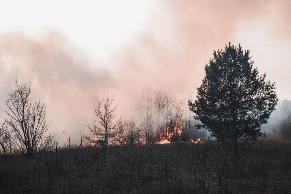 Smoke rising from a wildfire in a wooded, swampy area
