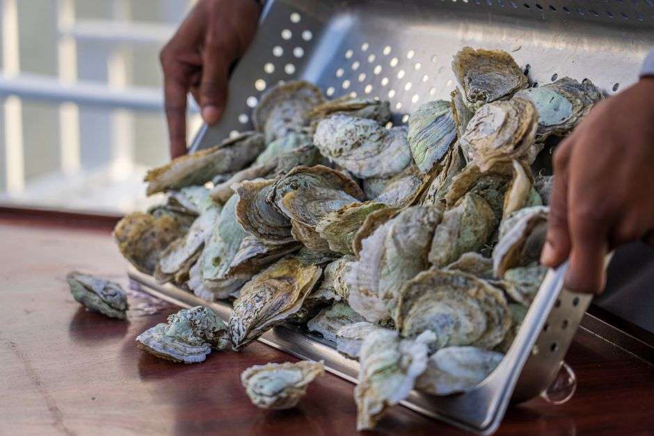 Hands sort a tray of fresh, unshucked oysters harvested from Alabama coastal waters