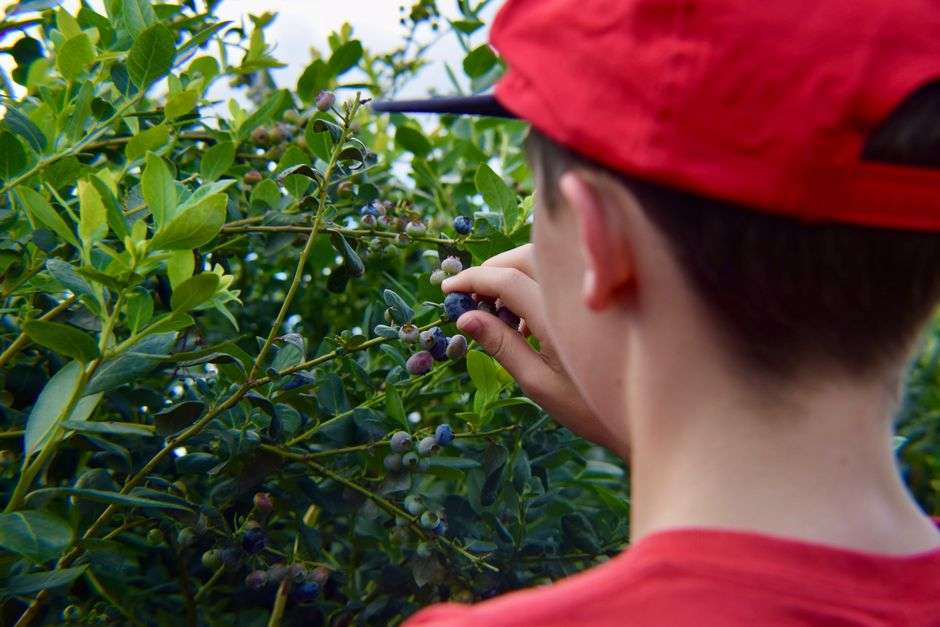A child picks fresh blueberries from a bush during a family visit to a blueberry farm