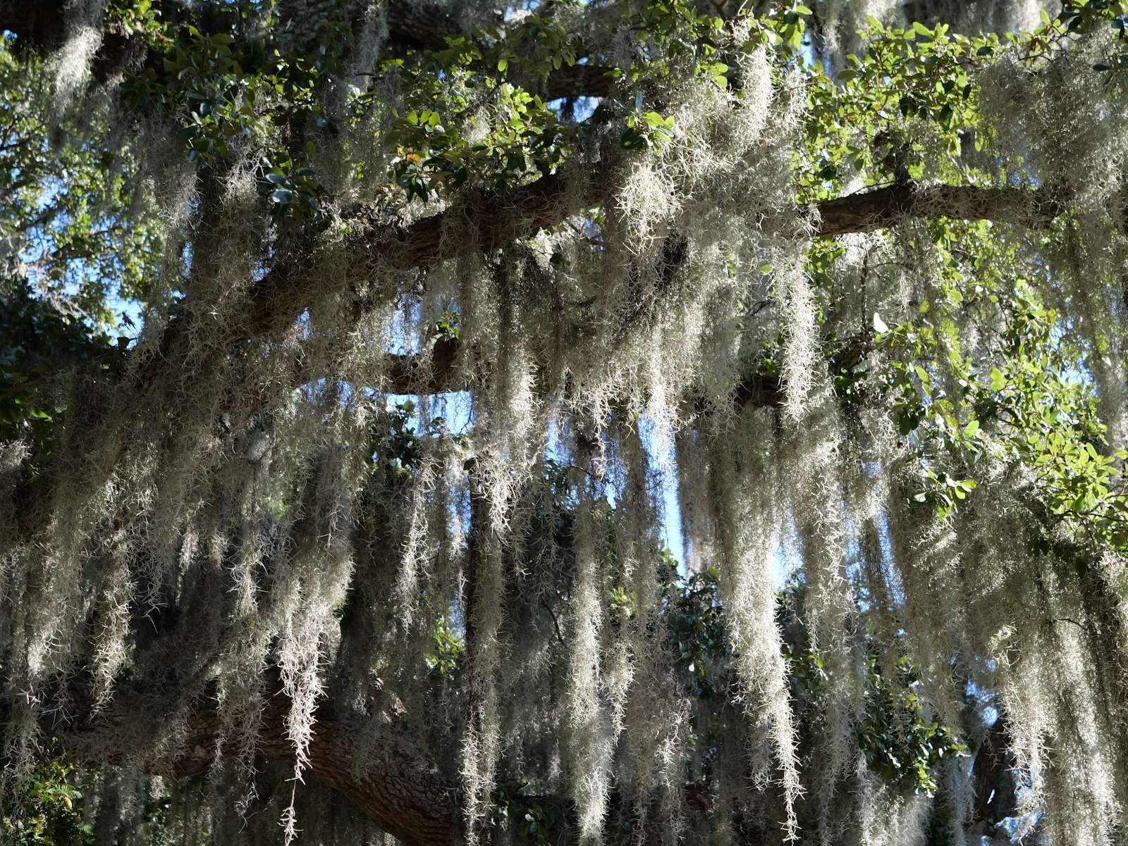 A large live oak tree draped in Spanish moss, similar to the Boyington Oak legend site in downtown Mobile