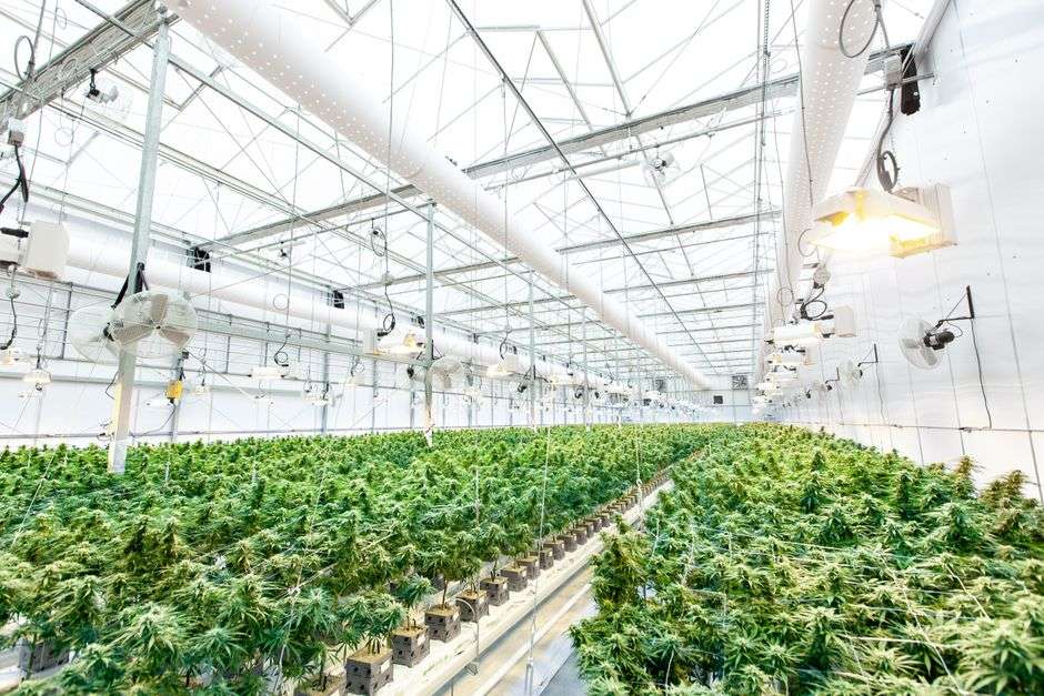 Cannabis plants growing inside a licensed processing greenhouse facility