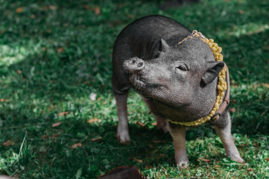A potbellied pig standing in a grassy backyard