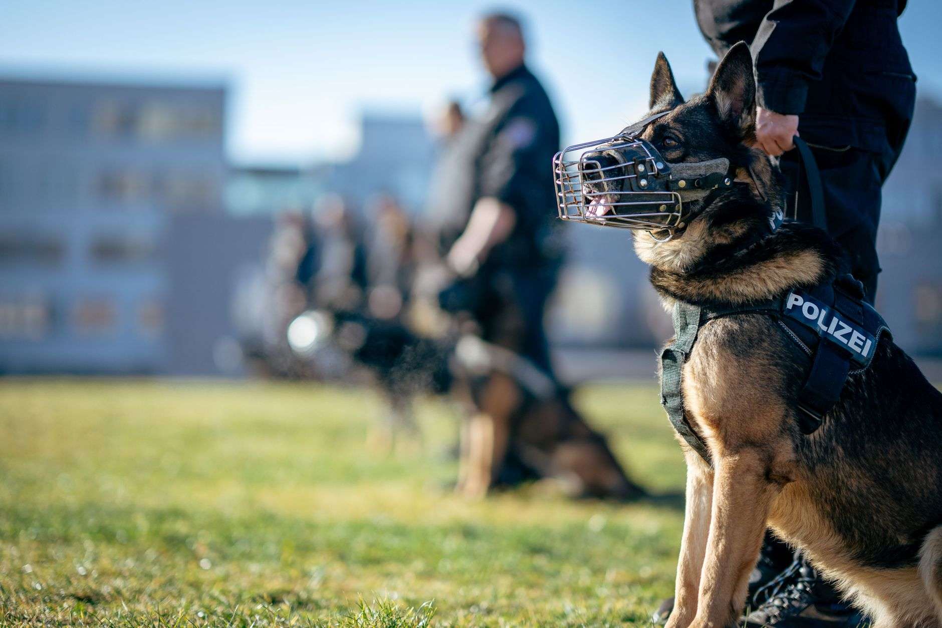 Police officers training with a German Shepherd K9 dog outdoors