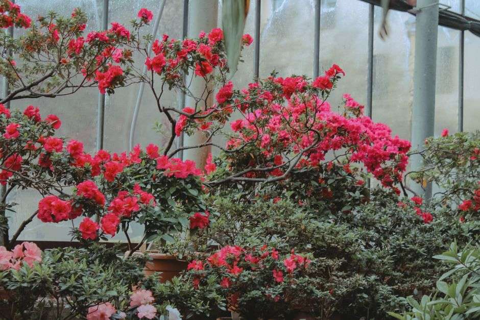 Bright pink and red azaleas blooming among green shrubs in a garden
