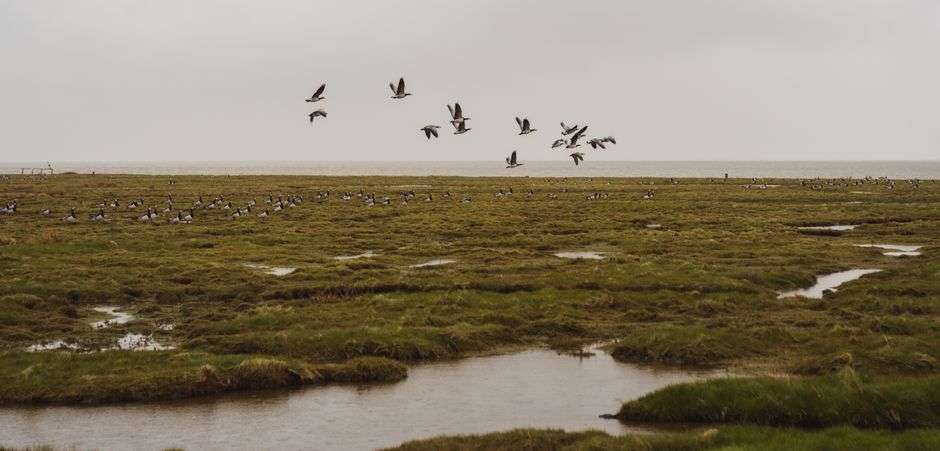 Coastal marsh and wetland habitat along the Alabama Gulf Coast with birds flying over the water