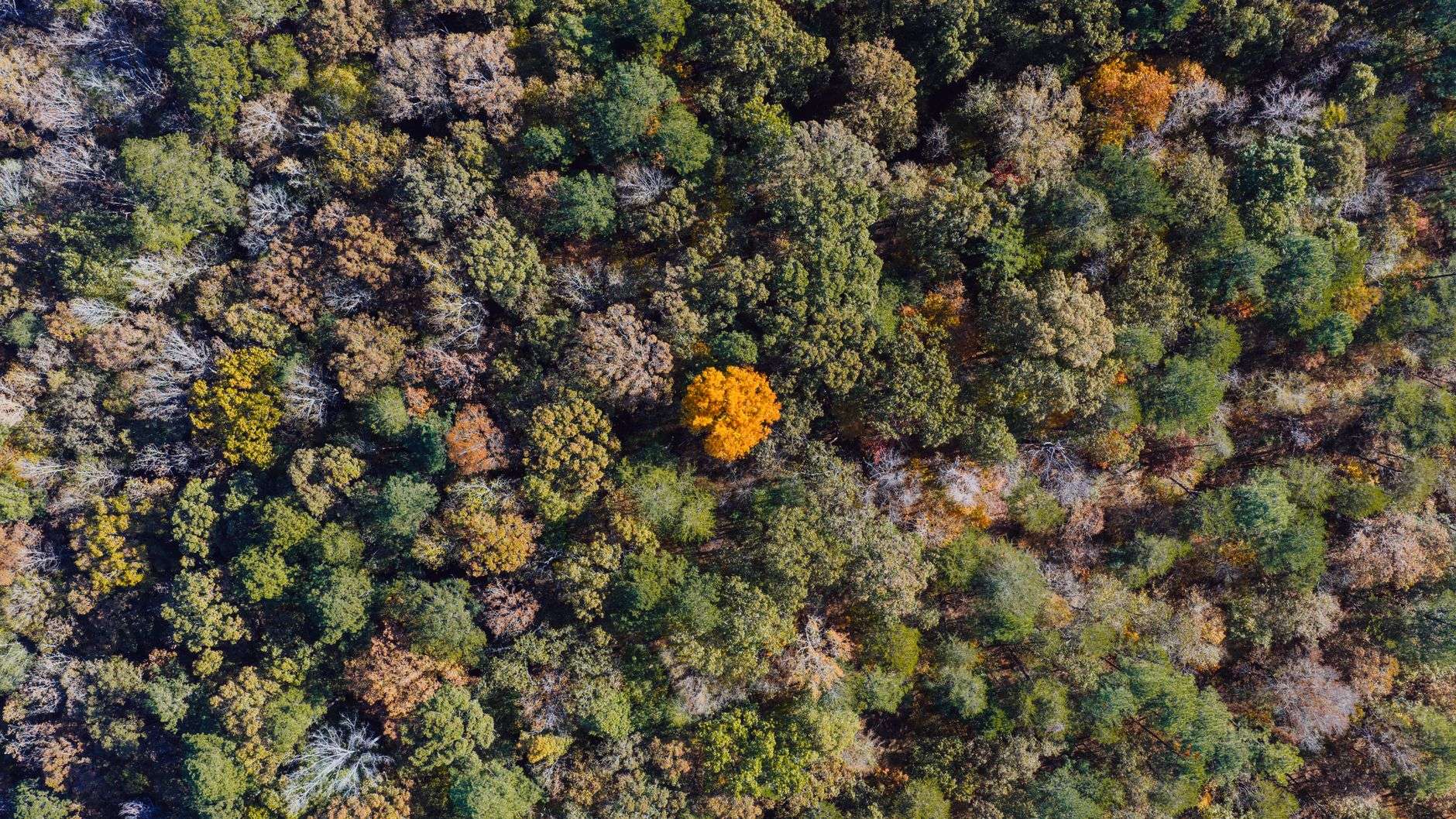 Aerial view of pine forest in south Alabama, similar to the wooded terrain of Conecuh National Forest