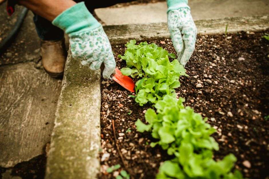 A gardener wearing gloves tends young lettuce plants growing in a soil garden bed