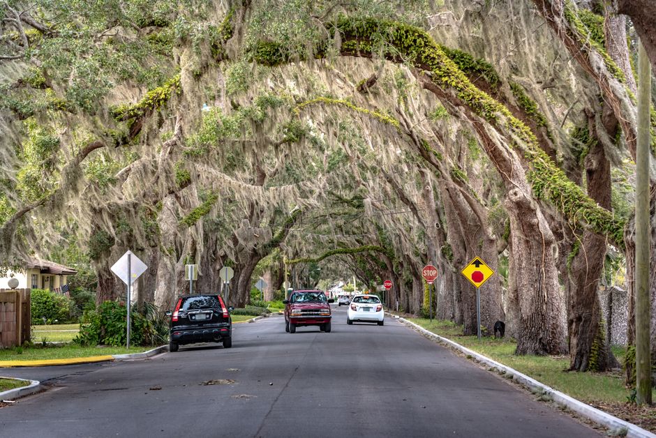 Oak tree on a residential Mobile street reminiscent of the Crichton leprechaun legend