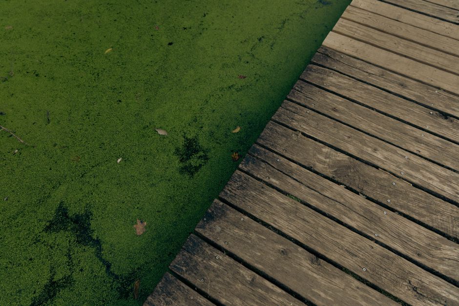 Floating algae cultivation bags on the water near a coastal dock