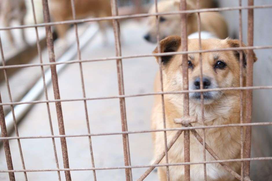 A dog looks out from a shelter enclosure after being removed from a neglectful situation