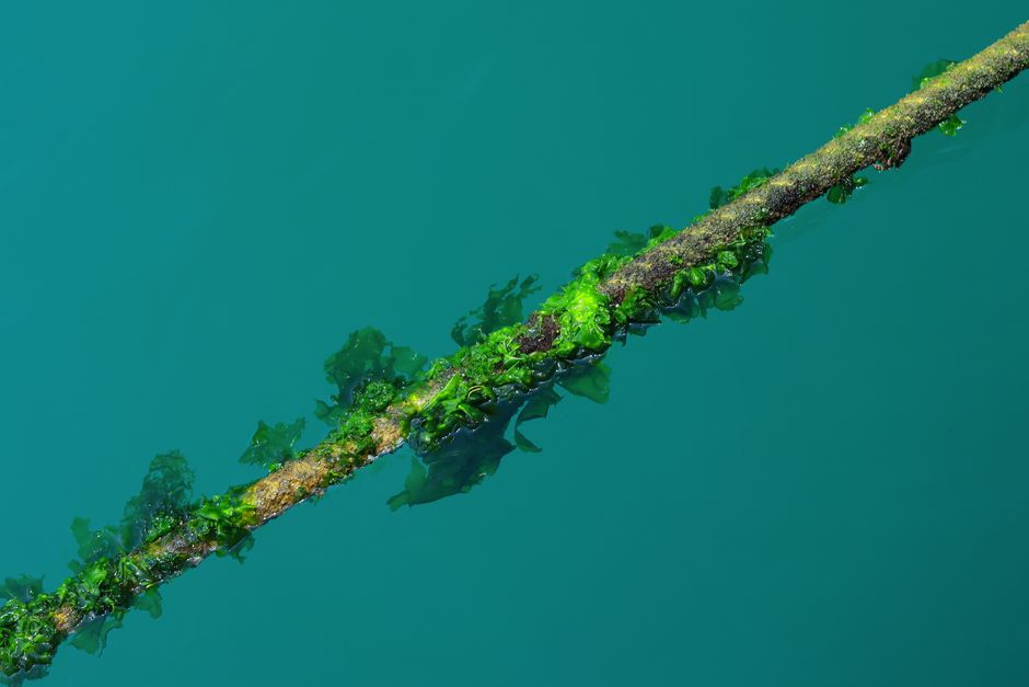 Green algae in water representing a biofuel project