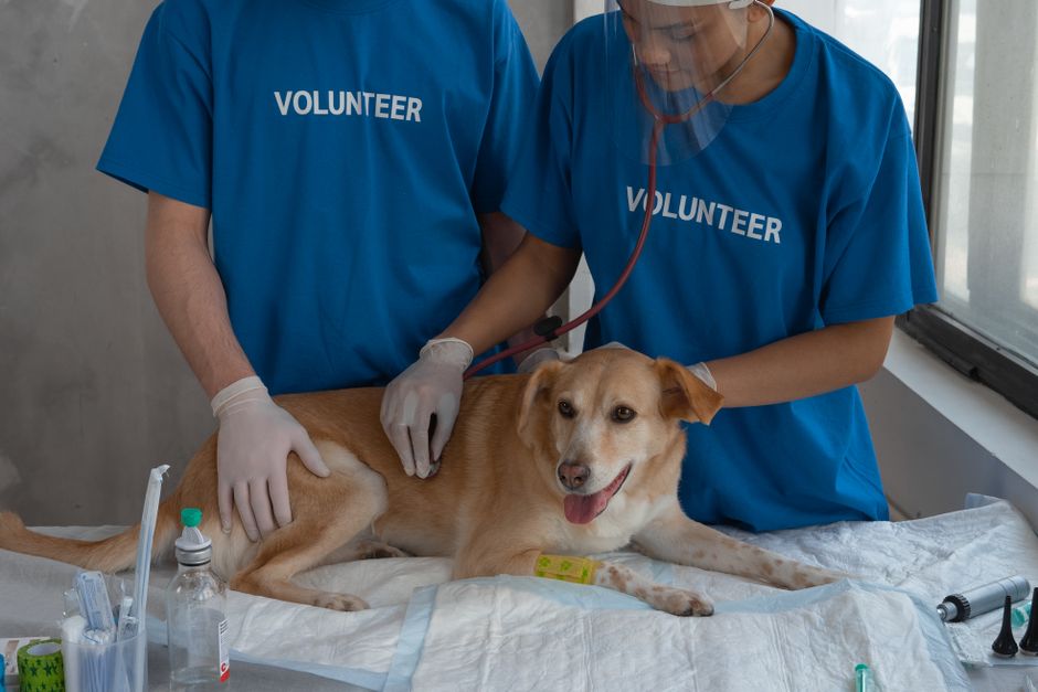 A rescue volunteer tending to an injured dog
