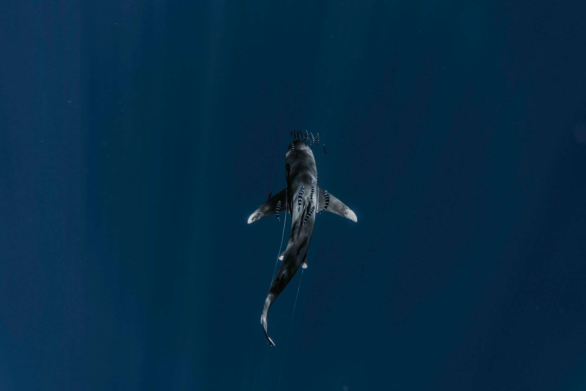 Shark swimming in open ocean water