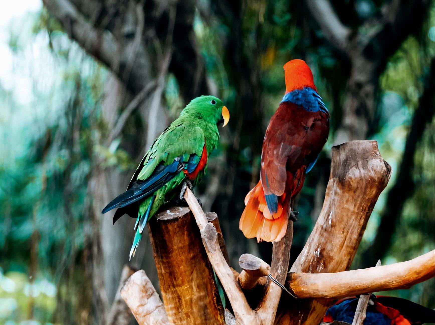 Colorful exotic parrot representing the animals featured at the expo