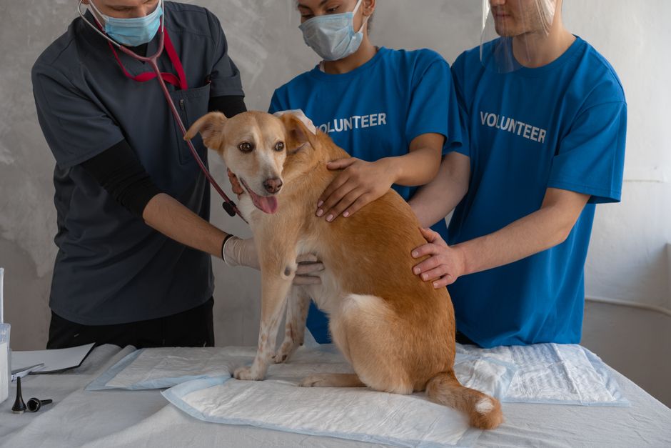 A rescue dog recovering, representing the dogs found shot in Eight Mile