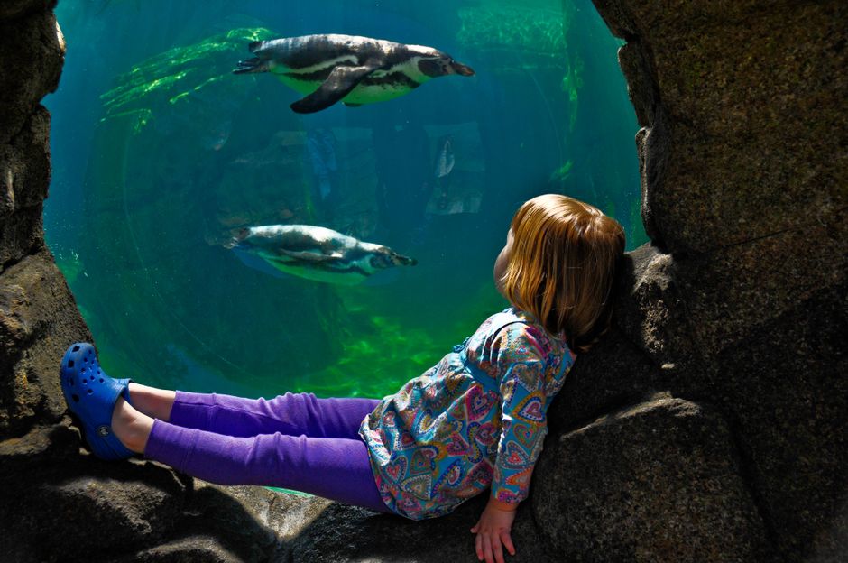 African penguins swimming in an indoor museum exhibit habitat