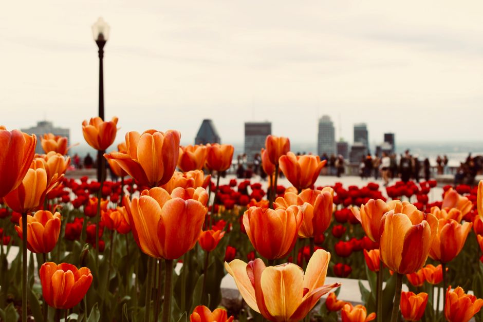 A downtown street decorated with colorful flower beds