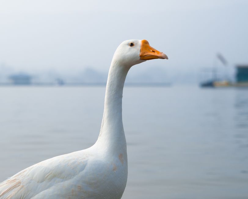 A domesticated Chinese goose similar to the one rescued in Fairhope, Alabama