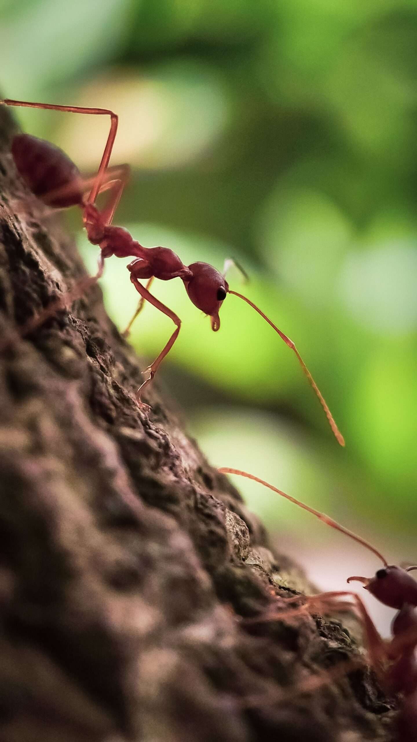 Close-up of a red imported fire ant, the species E. O. Wilson first documented in Mobile in 1942