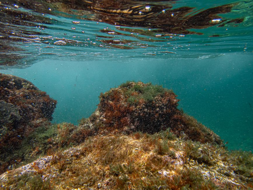 Green algae growing in water used for biofuel research