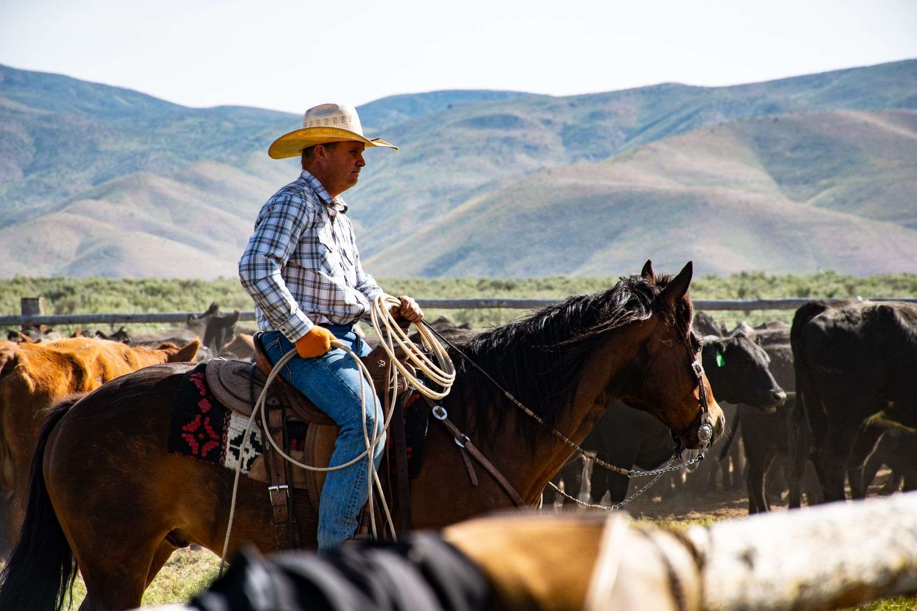 Cowboy on horseback herding cattle on a rural ranch