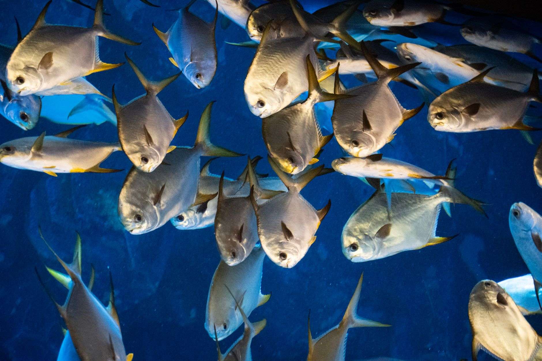 School of fish swimming in deep blue Gulf waters, representing greater amberjack habitat