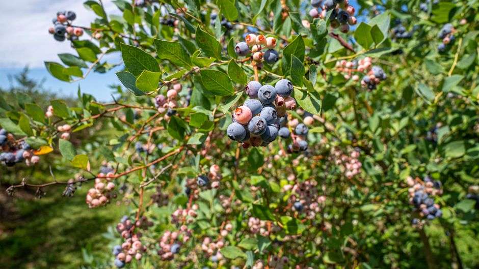 Clusters of ripe and ripening blueberries hang on green bushes at a Gulf Coast area blueberry farm
