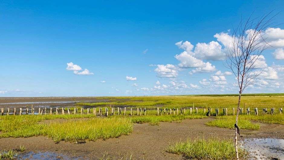 Coastal marsh and wetlands along the Alabama Gulf Coast under a blue sky