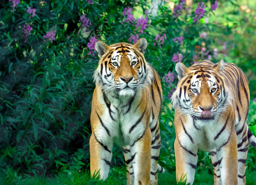 A Siberian tiger resting in its zoo habitat