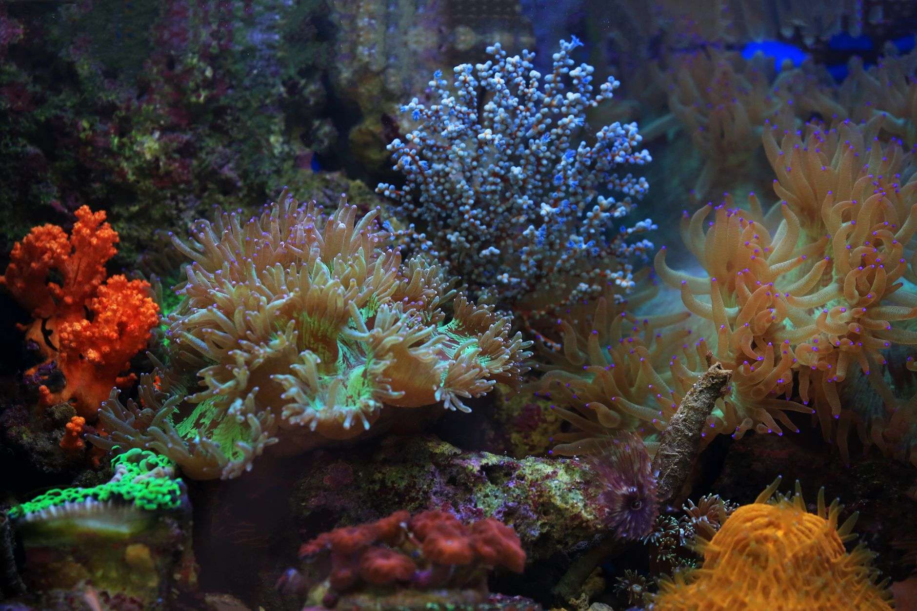 Colorful coral reef underwater in the Gulf of Mexico