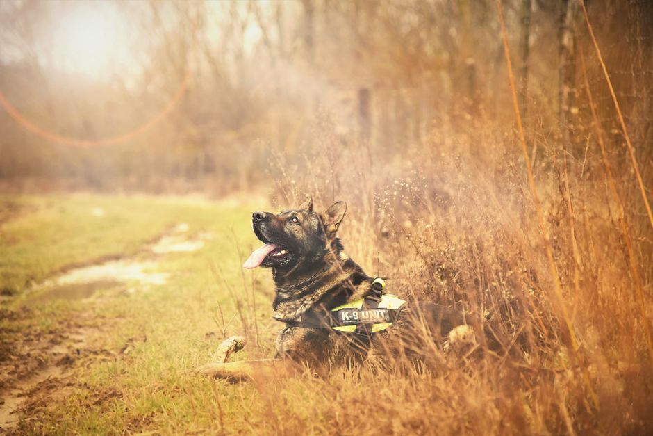 Police K9 dog representing a community engagement officer